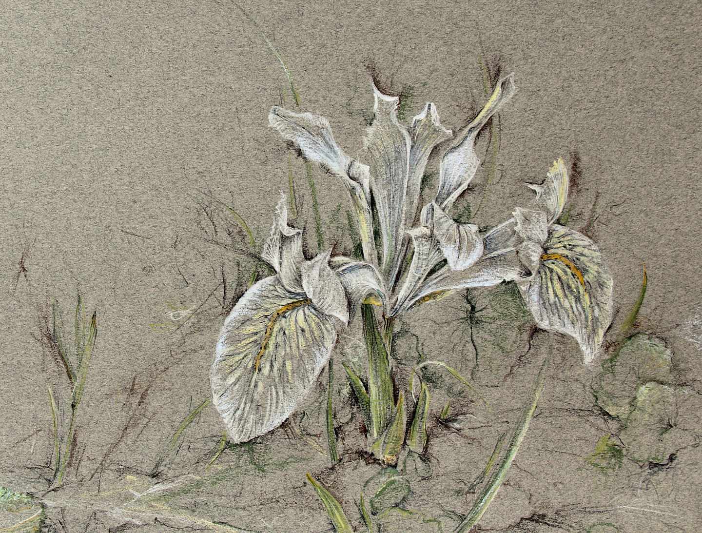 Iris Hybride „Katharine Hodgkin“ Iris Hybride „Katharine Hodgkin“