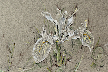 Iris Hybrid "Katharine Hodgkin"