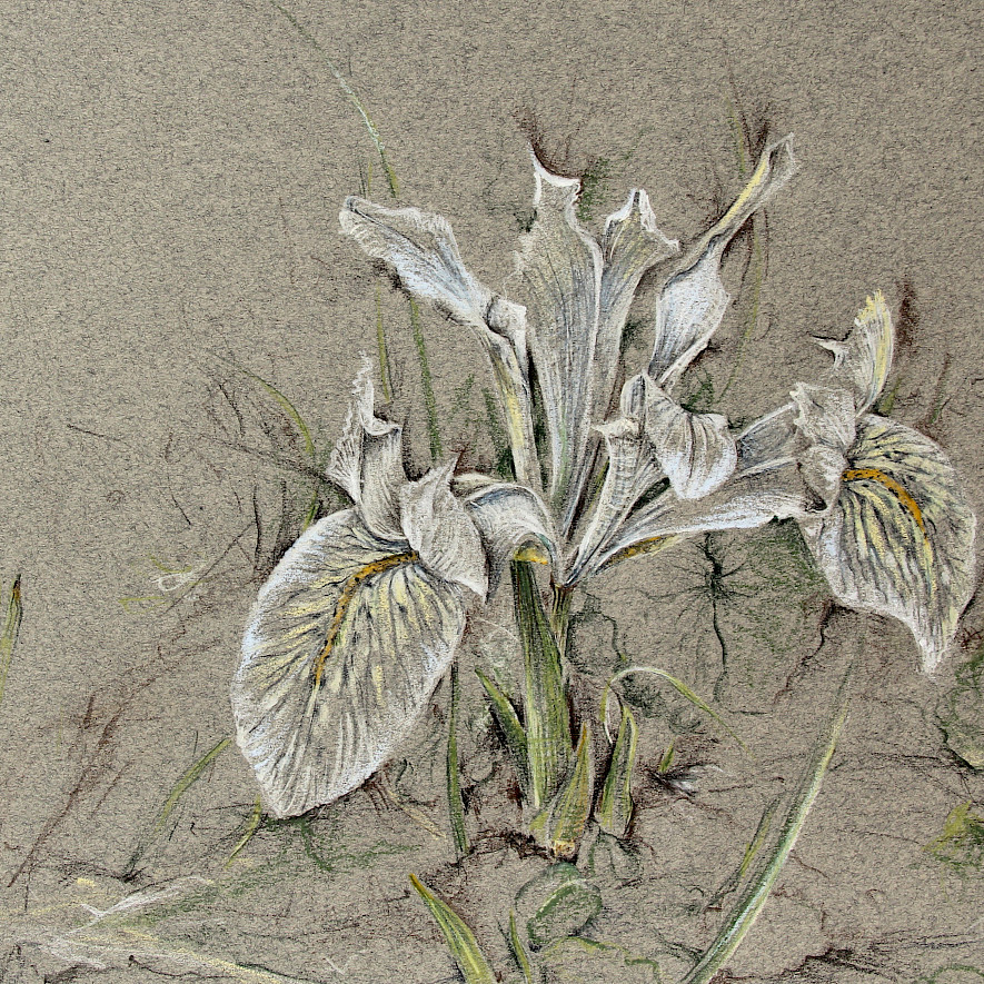 Iris Hybride „Katharine Hodgkin“ Iris Hybride „Katharine Hodgkin“