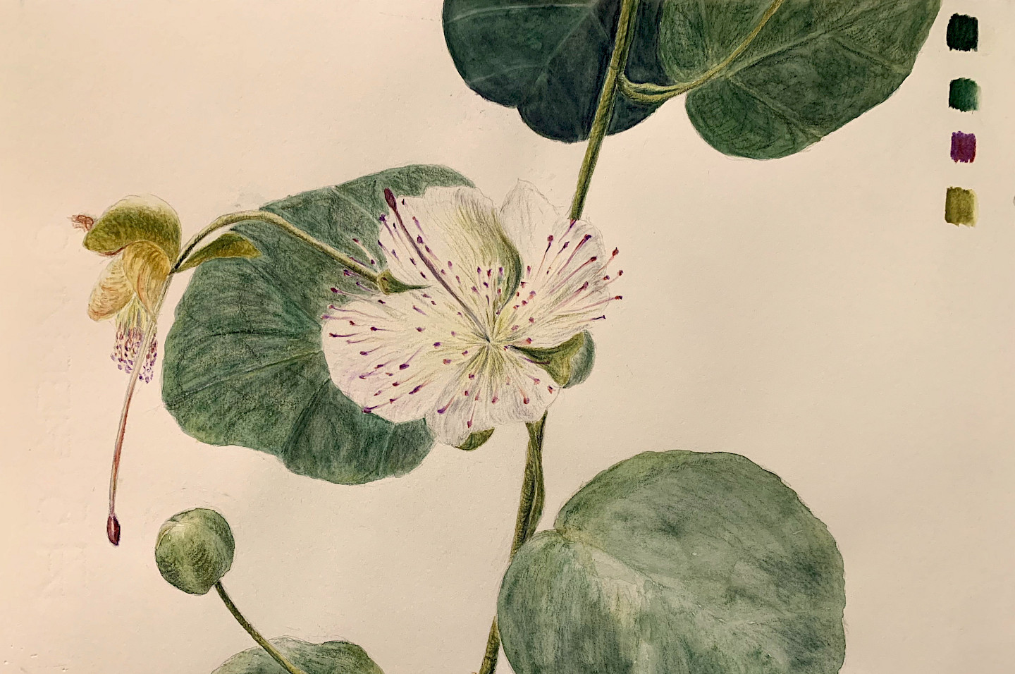 Echter Kapernstrauch Echter Kapernstrauch