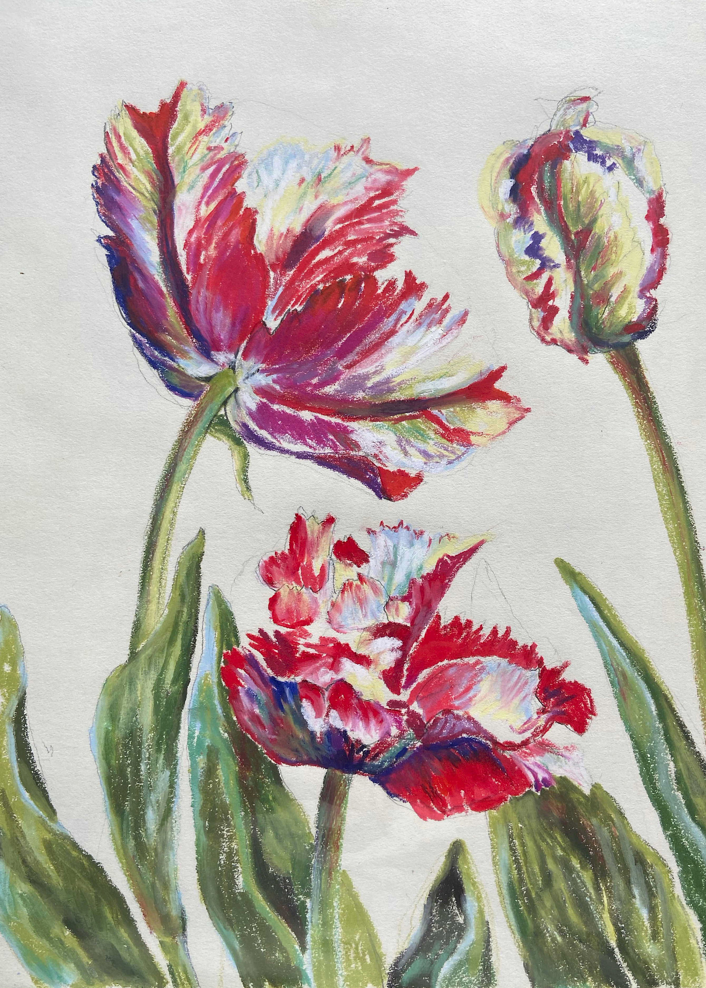 Papageientulpen Papageientulpen