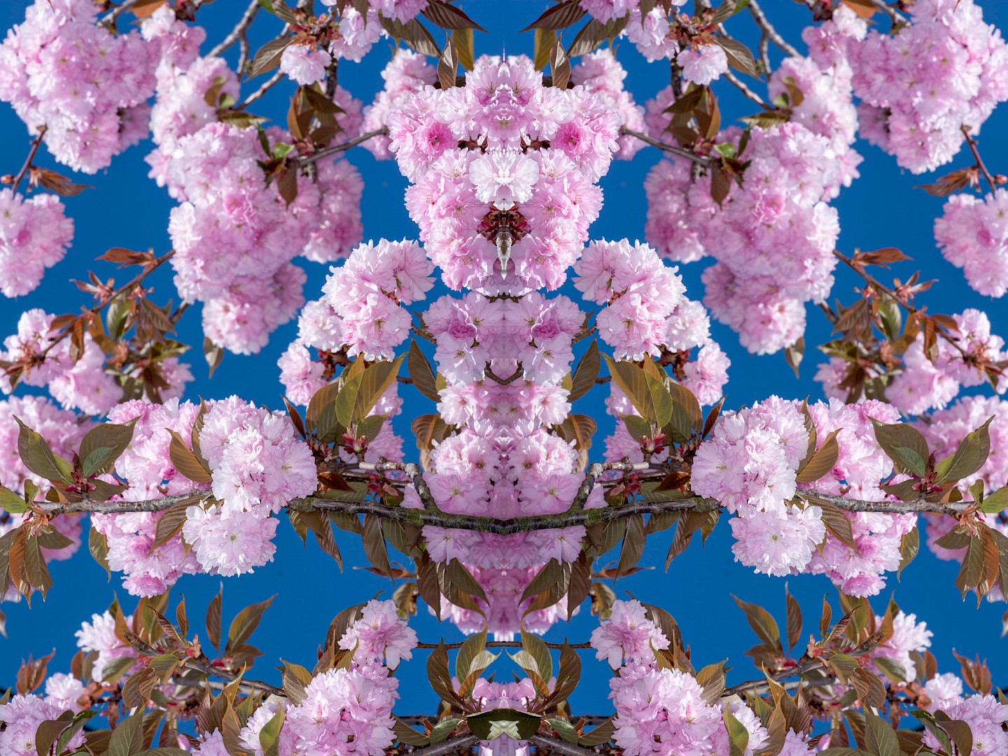 Symmetrisches Blütenbild