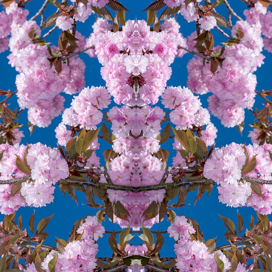 Symmetrical blossom