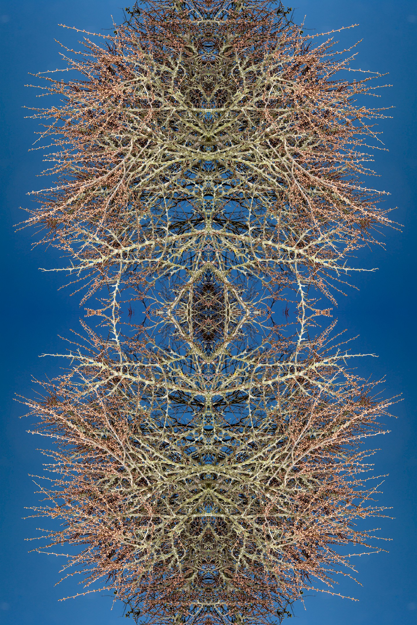 Symmetrisches Pflanzenbild