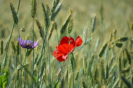 Poppy in the wheat field