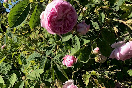 Damascus rose flowers